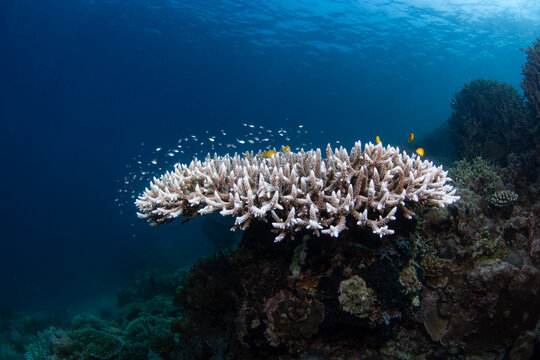 Table Corals with Blue-green anthias