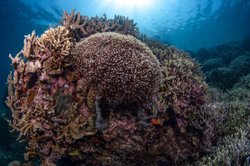Coral reefs of Moog, Laguindingan © Dindo Bibera Nueza 