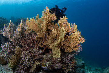Coral reefs of Moog, Laguindingan © Dindo Bibera Nueza 