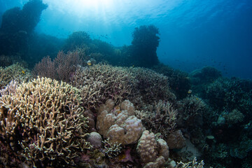 Coral reefs of Moog, Laguindingan © Dindo Bibera Nueza 