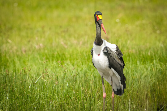 cig&uuml;e&ntilde;a pico de silla en mas&aacute;i mara Kenia Africa