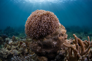 Coral reefs of Moog, Laguindingan © Dindo Bibera Nueza 