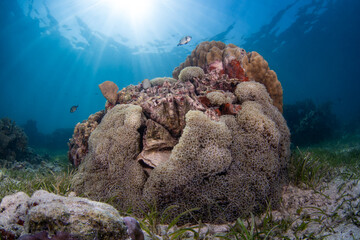 A large, textured coral colony thriving on a sunny seabed © Dindo Bibera Nueza 