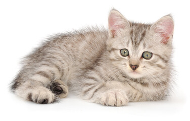 Obraz premium Small Grey Striped Kitten Lying Isolated on White Background