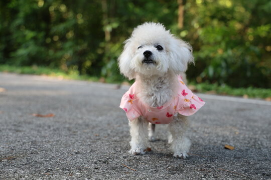 Adorable Shih-poo puppy in pink floral dress standing and waiting for owner on a park path, cute Shih Tzu Poodle mix dog looking curious outdoors, selective focus, charming domestic pet portrait.
