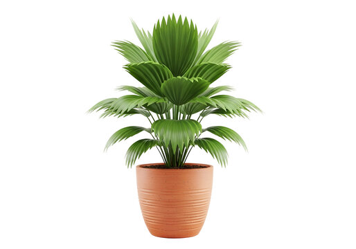 Green sago palm plant in terracotta pot isolated on transparent background