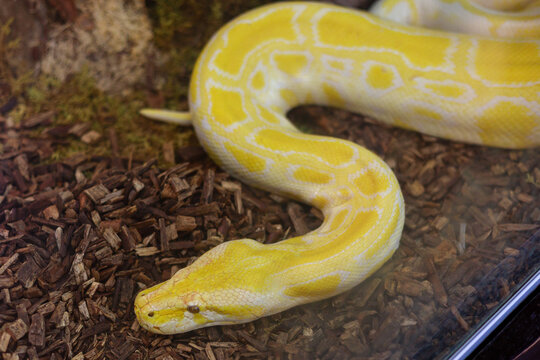 Yellow Albino Burmese Python in Terrarium