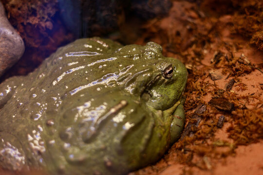 Giant African Bullfrog Resting in Habitat
