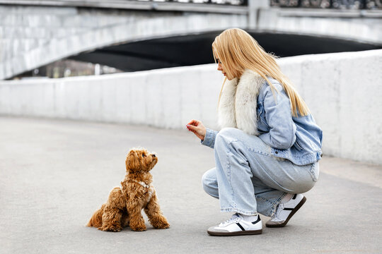 Woman training Maltipoo dog outdoors in city, pet obedience lifestyle.