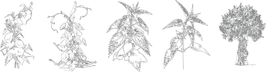 Climbing Vine and Creeper Draw for Vertical Garden CAD Architectural Drawings © AfsanaBinteSalam