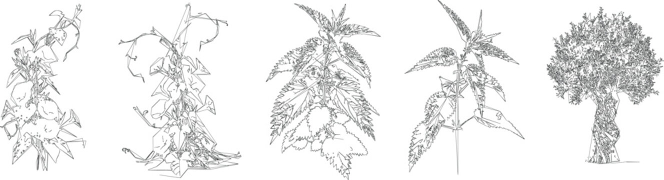 Climbing Vine and Creeper Draw for Vertical Garden CAD Architectural Drawings