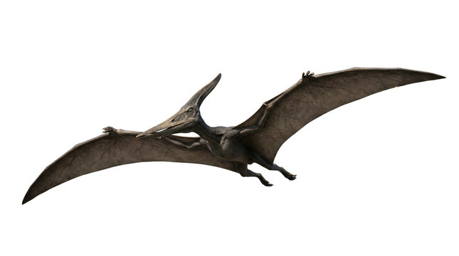 Majestic Pteranodon flying with wings spread, isolated on no background.