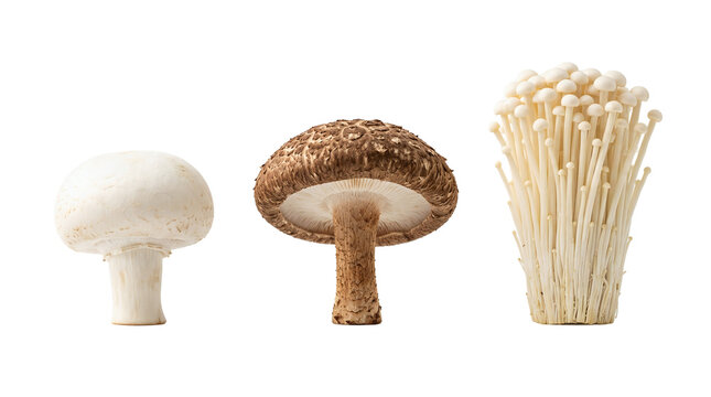 White button, shiitake, and enoki mushrooms isolated on transparent background for culinary design.