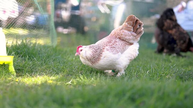 Salmon bantam and Brahma chicken pecking grass in garden with domestic poultry behavior outdoor