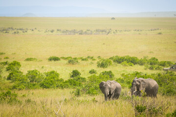Fototapeta premium Elefantes en Masái Mara, Kenia África