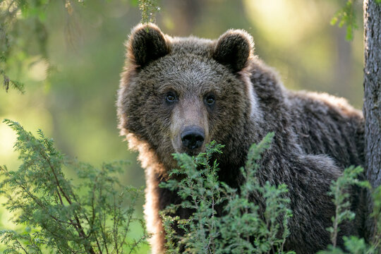 Brown bear wild gaze in the forest