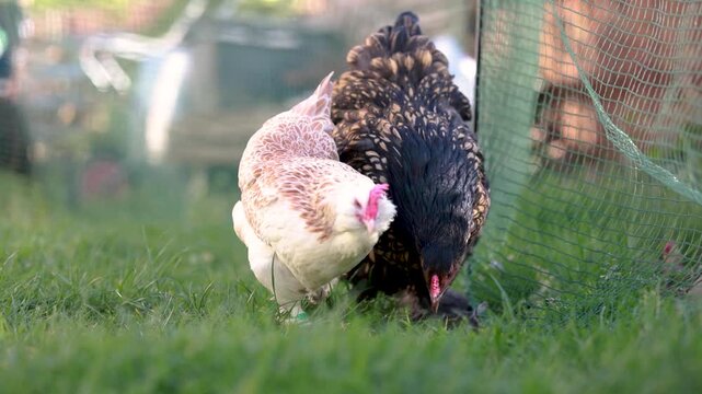 Salmon bantam and Brahma chicken pecking grass in garden with domestic poultry behavior outdoor