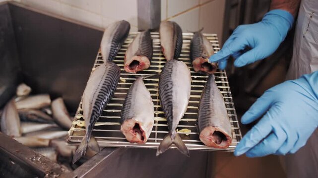 Gloved Hands Preparing Fresh Mackerel on Rack