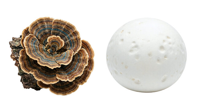 Isolated turkey tail and white puffball mushrooms on transparent background.