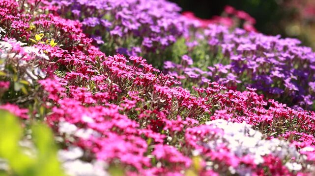 Colorful flowering groundcover plants in spring garden with red and white blooms in ornamental landscape