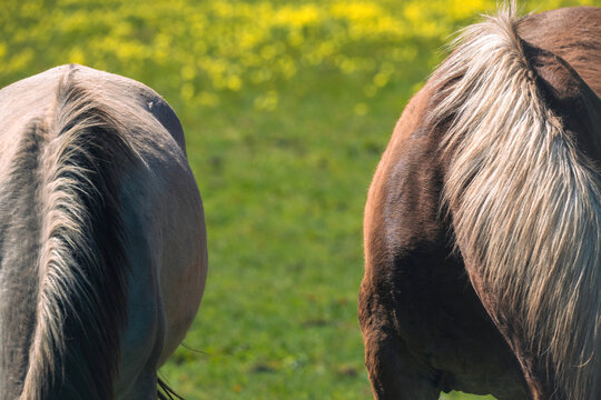 View of the manes and backs of two horses grazing in a lush green meadow with yellow wildflowers at Quinta do Pisao Alcabideche, Lisboa, Portugal.