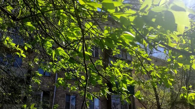 Spring tree branches with green leaves in front of residential brick building facade