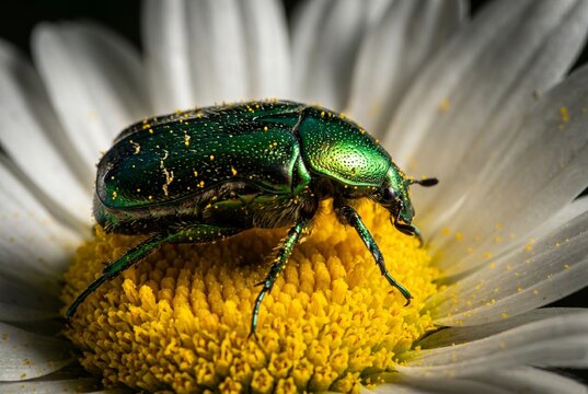 Chafer Or Green Rose Chafer