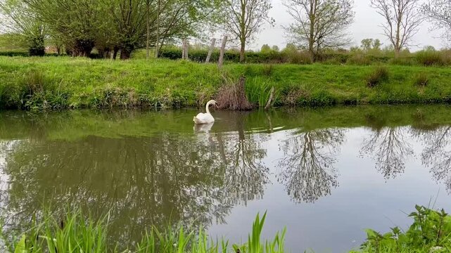 White swan feeding in calm river, dipping its head underwater while foraging. Gentle ripples and natural movement in a peaceful wildlife scene.