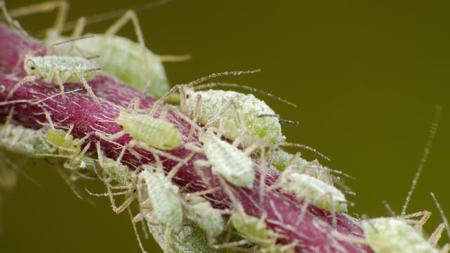 Aphids insect infestation extreme close up stock footage