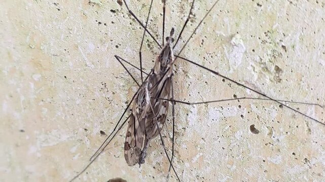 

Macro shot of crane flies mating on a wall: Tipulidae #002


