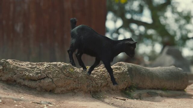 Playful baby black goat jumping and walking in a farm