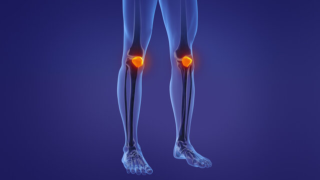 Anatomy of the human patella