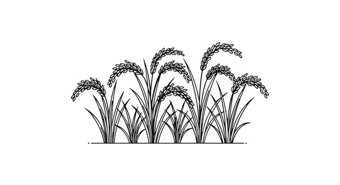 Stylized black and white illustration of rice stalks with grain
