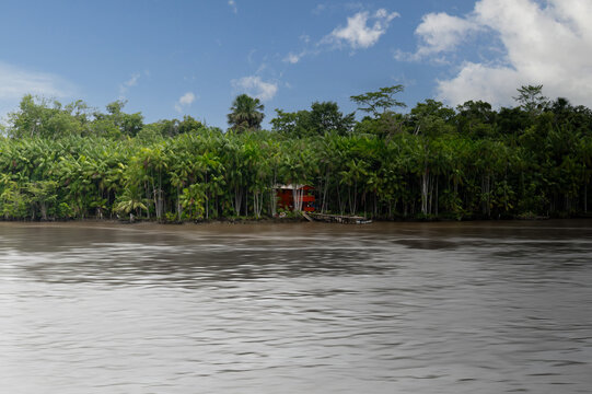 View of the Amazon River with a small red wooden house nestled among dense tropical palm trees along the muddy riverbank.