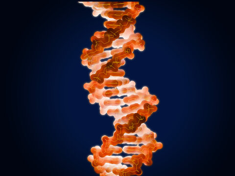 The double helix structure of DNA