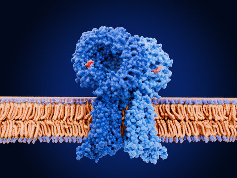 The toll-like receptor 7  (TLR7)  with an agonist (imiquimod) bound embedded in the membrane of an endosome.