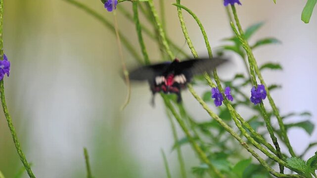 Common rose butterfly with red spots flying from flower to flower while feeding on nectar, soft green bokeh background, flying far and fading out of focus, peaceful nature scene in slow motion