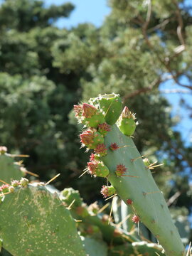 Prickly pear cactus, Opuntia ficus-indica,  with young fruits, close-up in bright sunlight.
