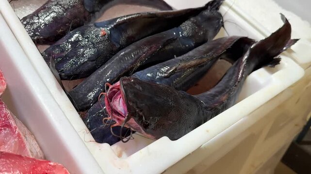 Fresh catfish on ice in a white container at market