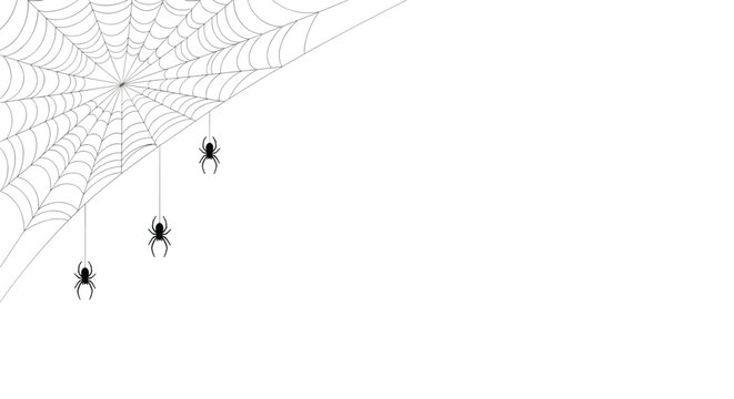 Thin black spider web stretching across a corner with three small black spiders hanging down on white background space.