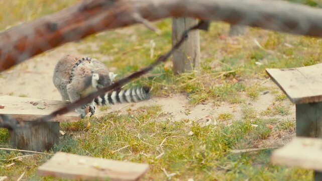 Ring-tailed lemur walking and resting in enclosure