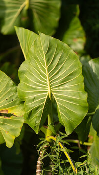 View of large green tropical leaves with prominent yellow veins and lush foliage in the rainforest.
