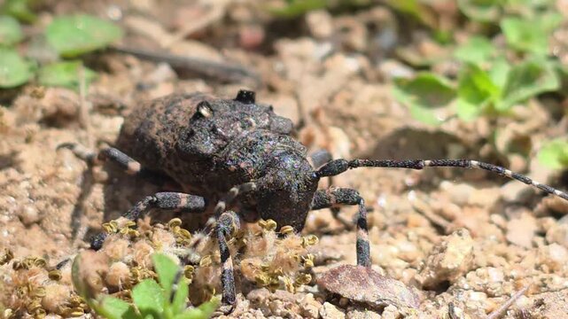 

Macro shot of a camouflaged long-horned beetle in nature#007
학명:Moechotypa diphysis

