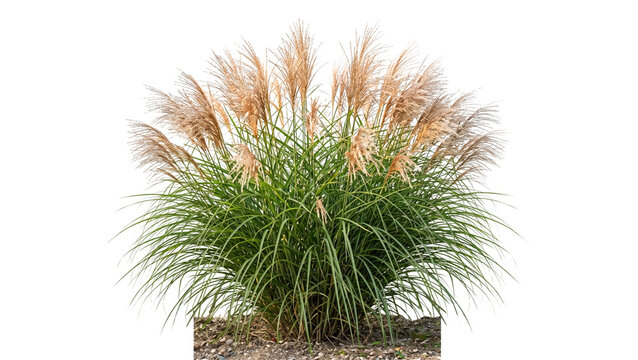 Abundant ornamental grass with fluffy golden-brown seed heads, pampas grass plant, isolated on transparent background, natural garden greenery, outdoor botanical, autumn season, decorative element