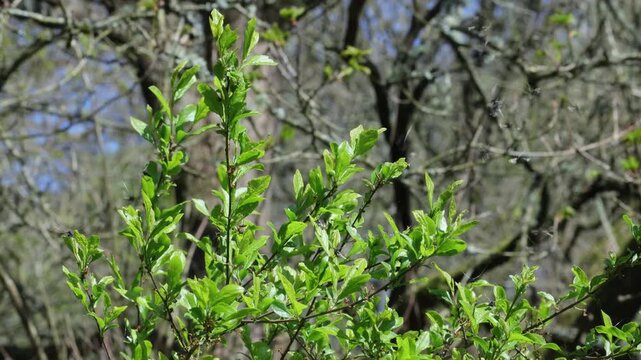 Green Long-Horn moths, Adela reaumurella, a day flying species, swarming around a bush in Spring. UK