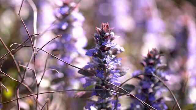 Blooming bugle Ajuga reptans with violet blue flowers closeup in spring garden ground level detail