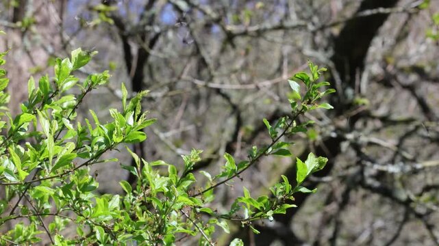 Green Long-Horn moths, Adela reaumurella swarming in Spring sunshine. UK