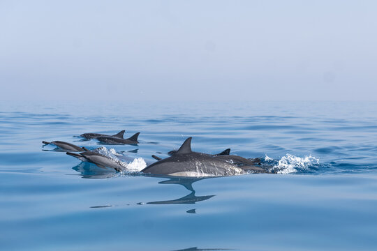View of a pod of dolphins swimming and surfacing in the calm blue waters off the coast of Socotra, Yemen.