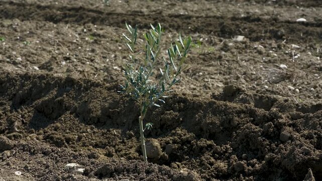 Young olive saplings planted in rows. Small olive trees in newly cultivated soil under a blue sky in a rural plantation in Kakheti region, Georgia.