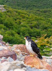 Fototapeta premium A beautiful wild hawk-like Caracara observing its surroundings from a rocky outcrop in the mountains, highlighting the raw beauty of Patagonian avian fauna